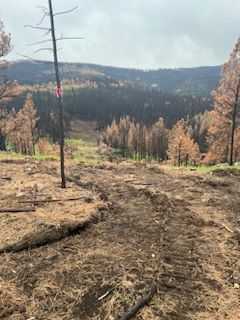 Burnt forest landscape after a fire with charred trees, dirt path, and hills under a cloudy sky.