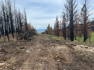 Dirt road through burned forest; charred trees line the path, with a distant green hill and cloudy sky.