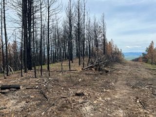 Forest after fire: burnt trees line a dirt path, debris scattered. Overcast sky, distant water visible.