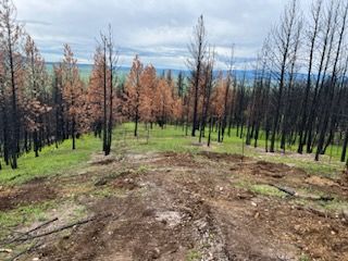 Burned trees in a field with new green growth, distant hills under cloudy sky.