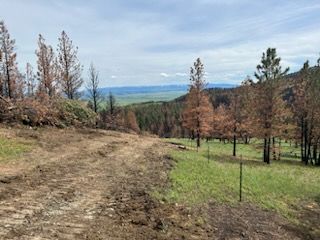 Dirt path winds through forest with burnt trees, green grass, and distant mountains.