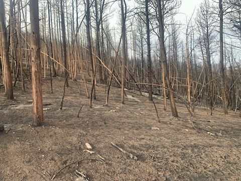 Burnt forest landscape; charred trees and ground, hillside setting.