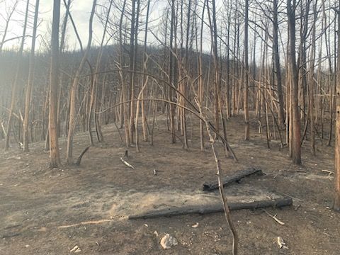 Forest scene after a fire, featuring charred trees and ground with a hillside in the background.