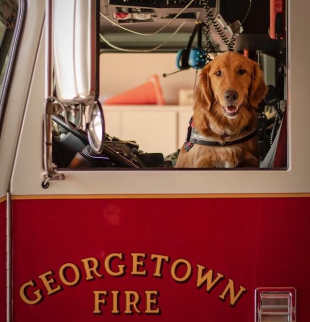 A dog is sitting in the driver 's seat of a Georgetown fire truck
