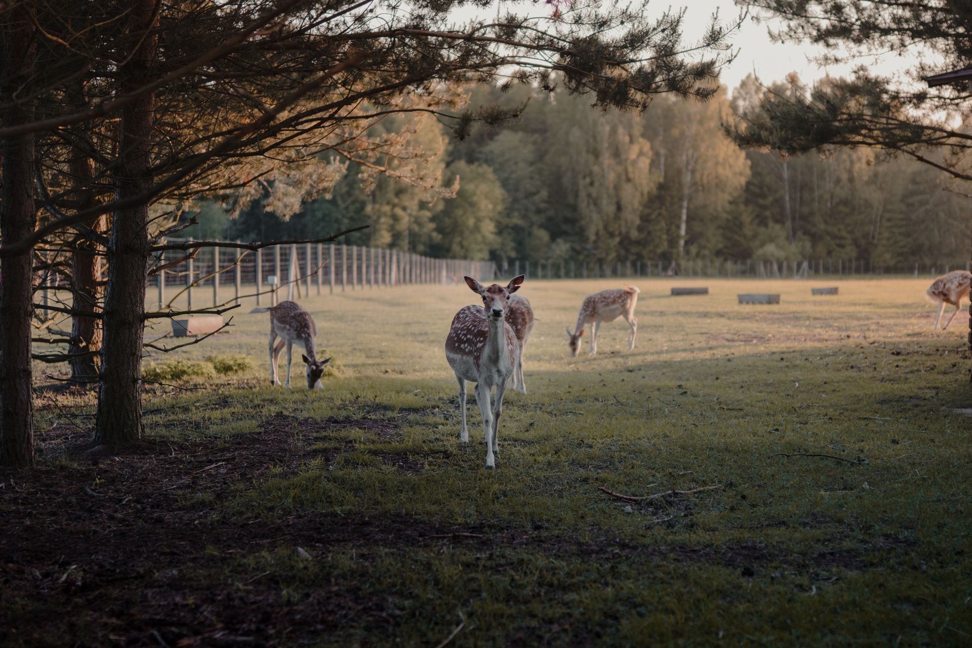 Steady increase in deer-car collisions – over 500,000 each year