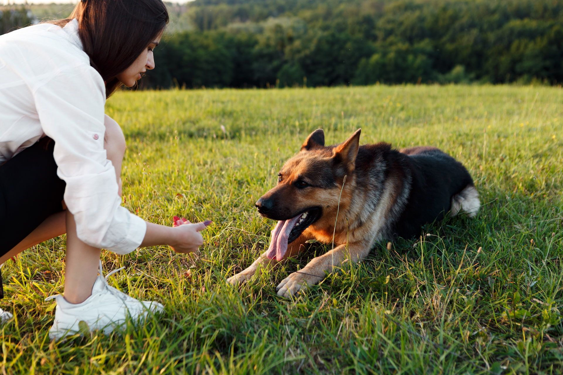 Woman offering a treat to a German Shepherd dog in a grassy field.