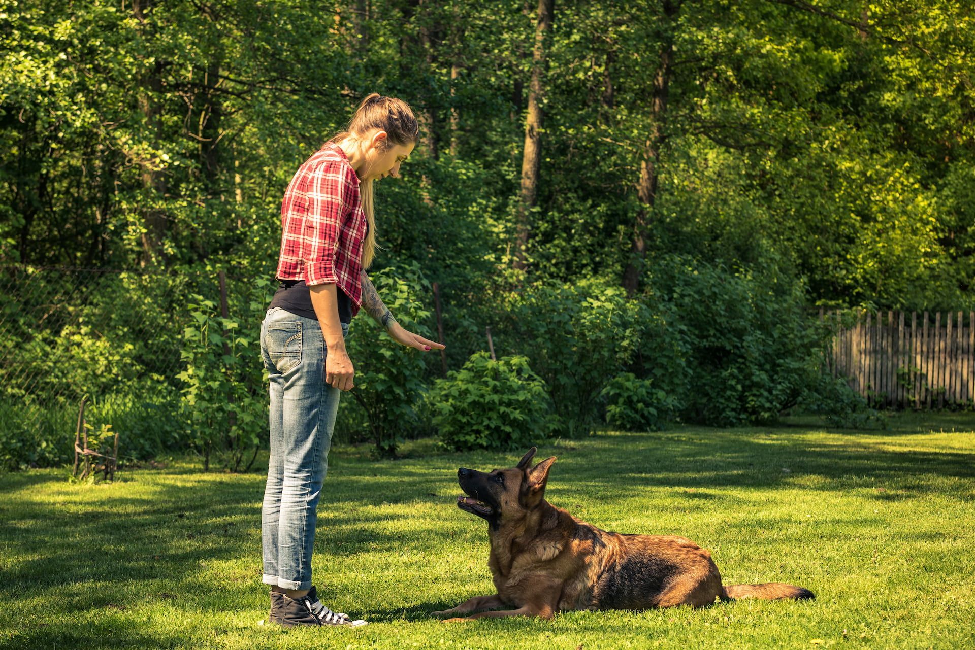 Person training a German Shepherd dog in a grassy yard. Person gestures with hand, dog lies down, green trees in background.