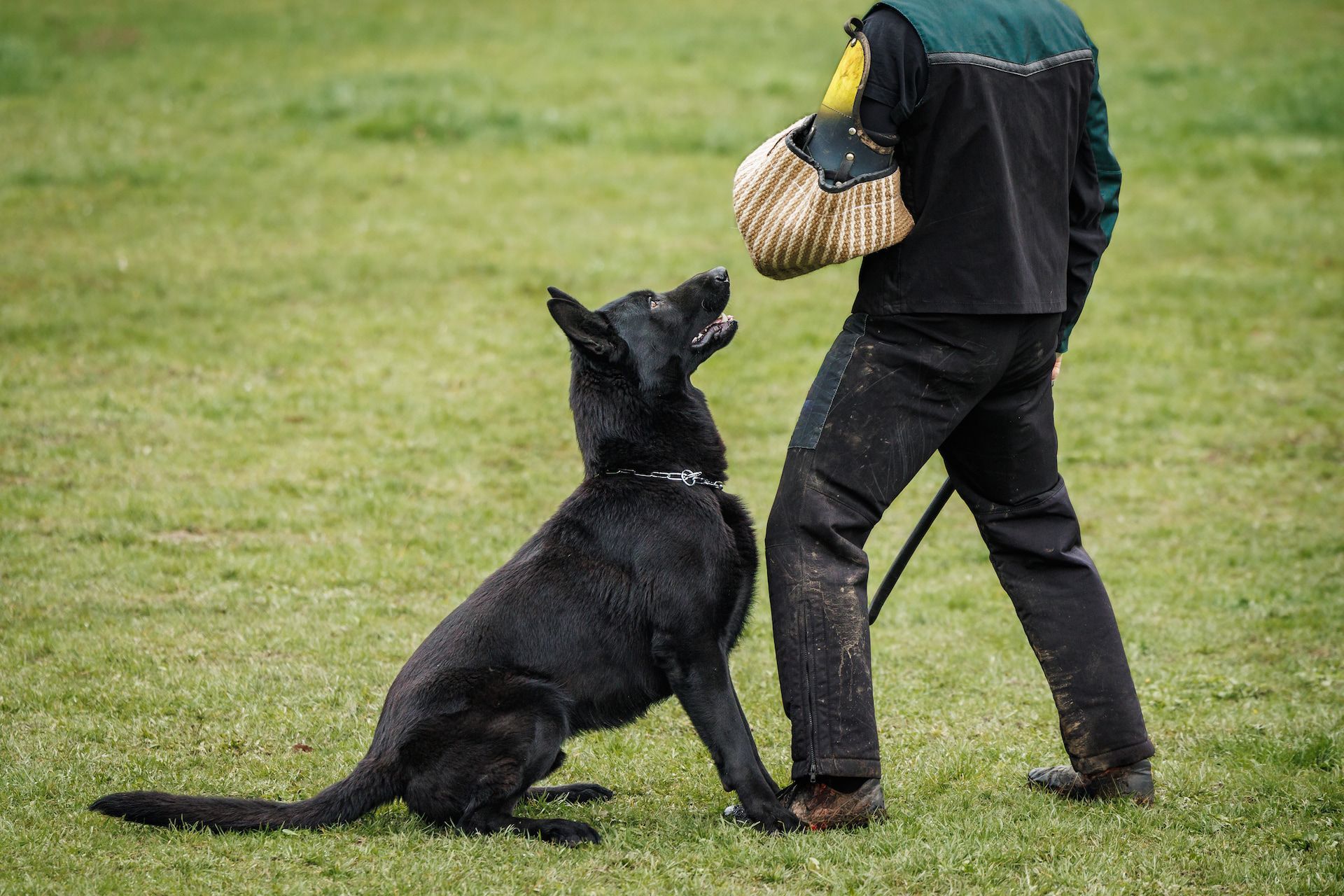 Black dog in training, seated, looking up at a person holding a bite sleeve in an outdoor setting.