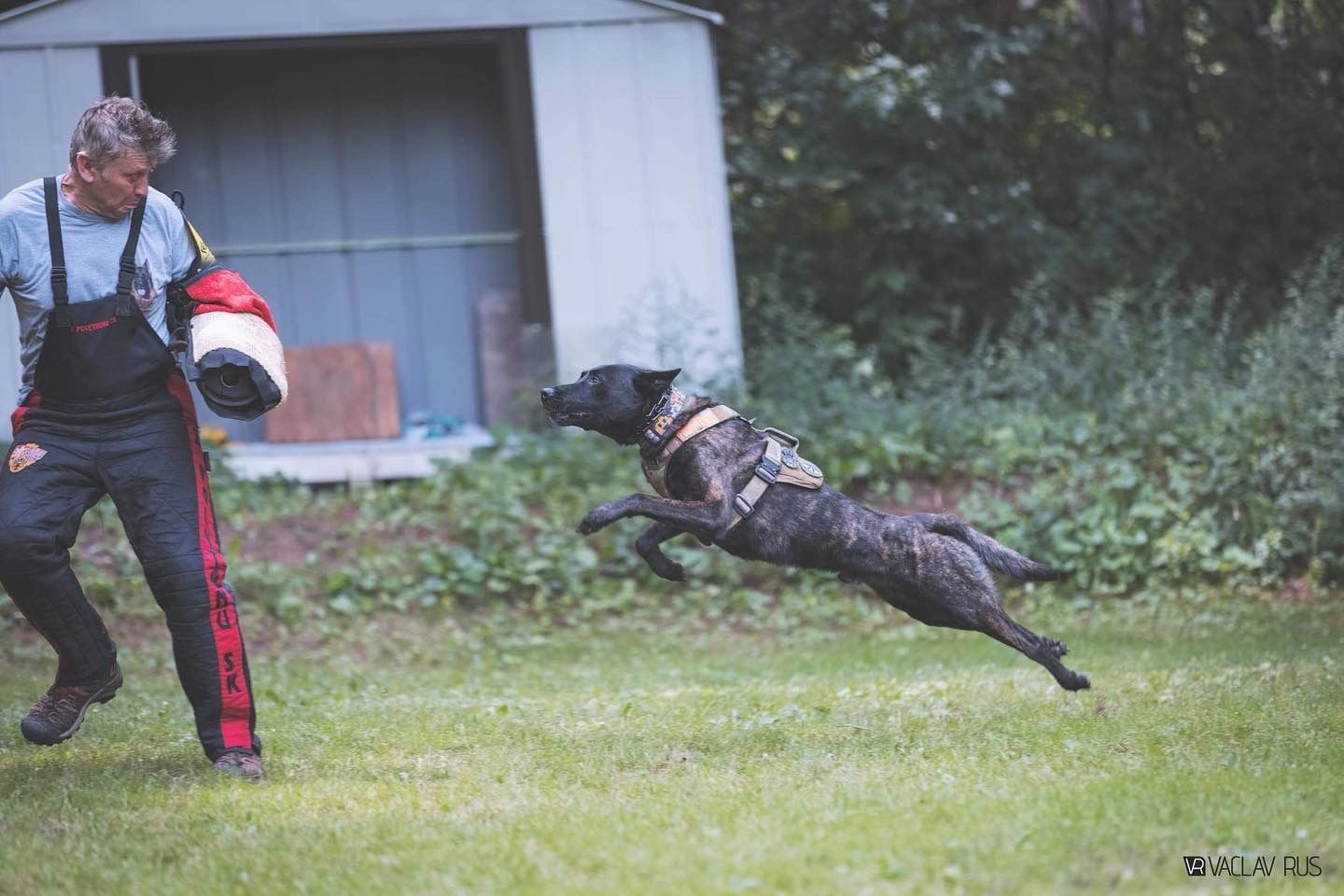 Black dog in training, jumping in the air toward a person holding a bite sleeve in an outdoor setting.