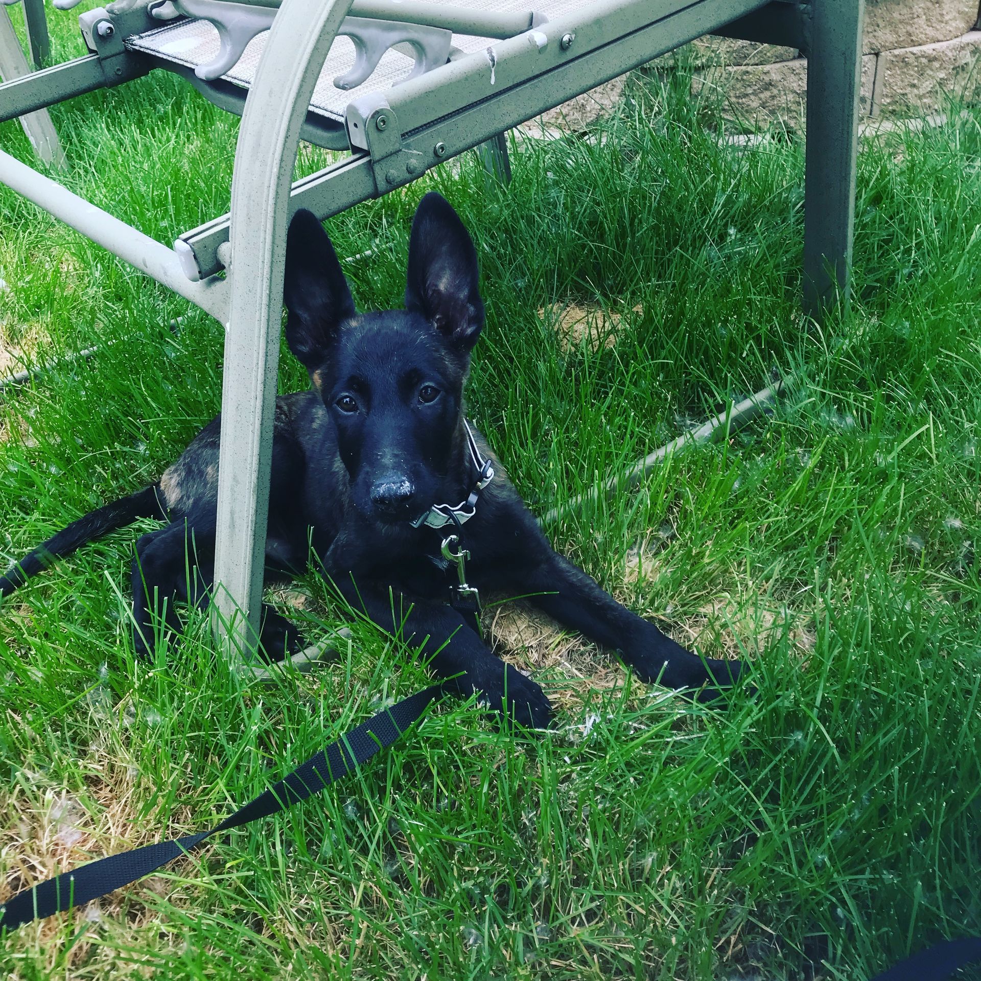 Black brindle dog looking up, wearing a collar and leash, on grass, sitting under a lawn chair