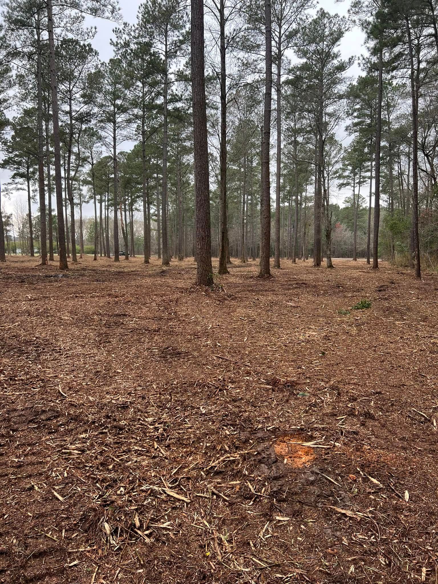 A pine forest with a ground covered in brown fallen needles and wood chips.