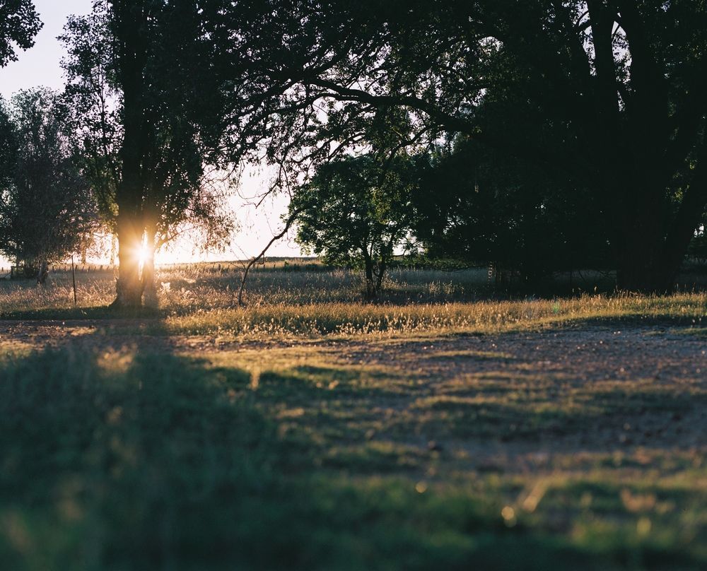 The Sun Is Shining Through the Trees in The Park — New England Shade Sails in Armidale, NSW