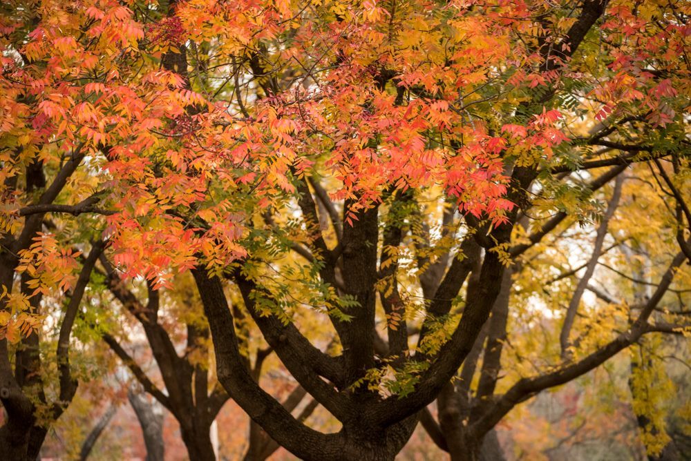 A Tree with Lots of Branches and Leaves in Autumn — New England Shade Sails in Armidale, NSW