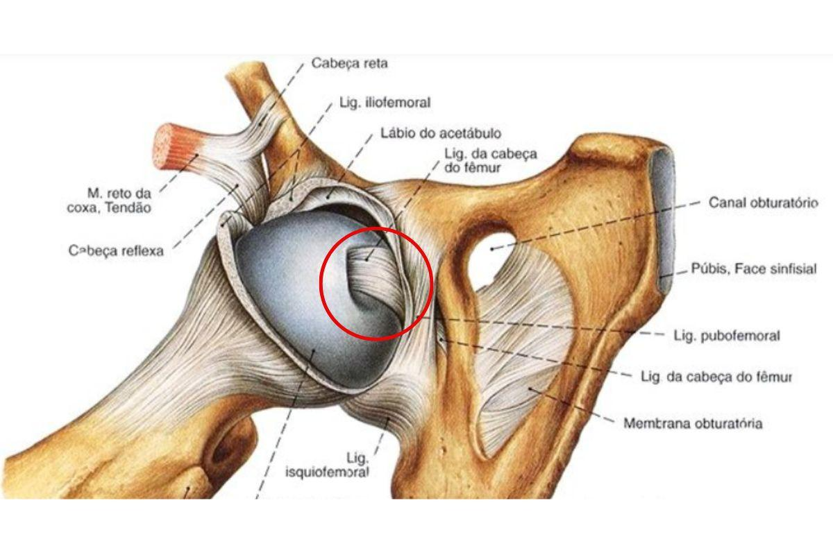 ligamento-redondo-estrutura-dr-ricardo-kirihara-ortopedista-quadril-sao-paulo
