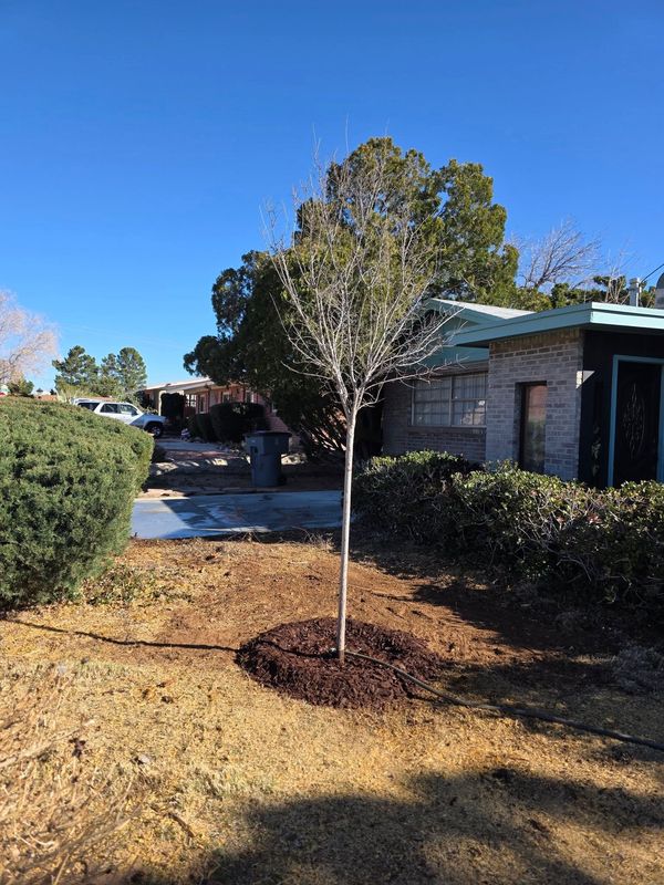 Young tree staked in a mulch ring beside a house on a sunny suburban street