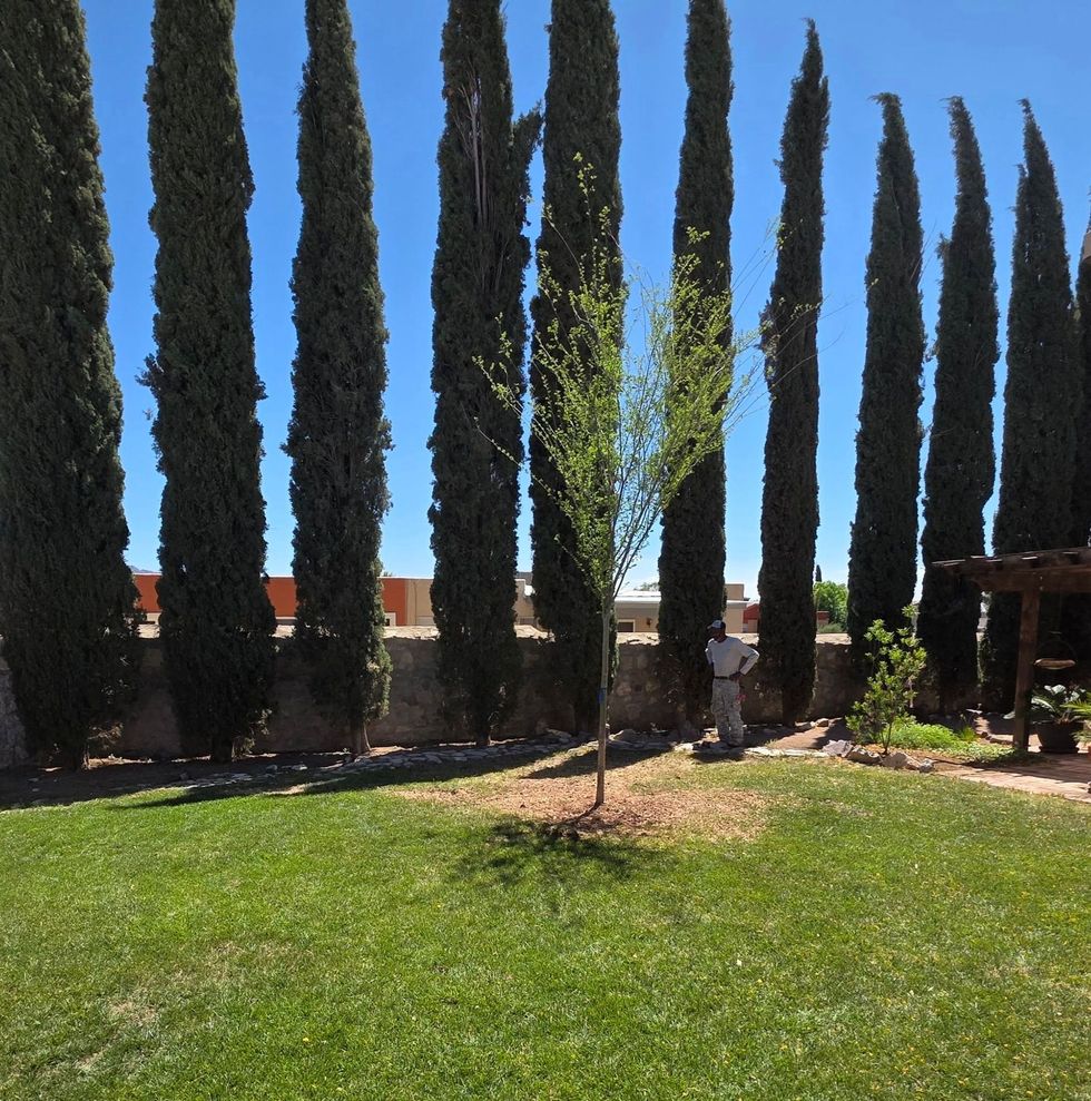 Tall cypress trees lining a sunny grassy yard under a clear blue sky