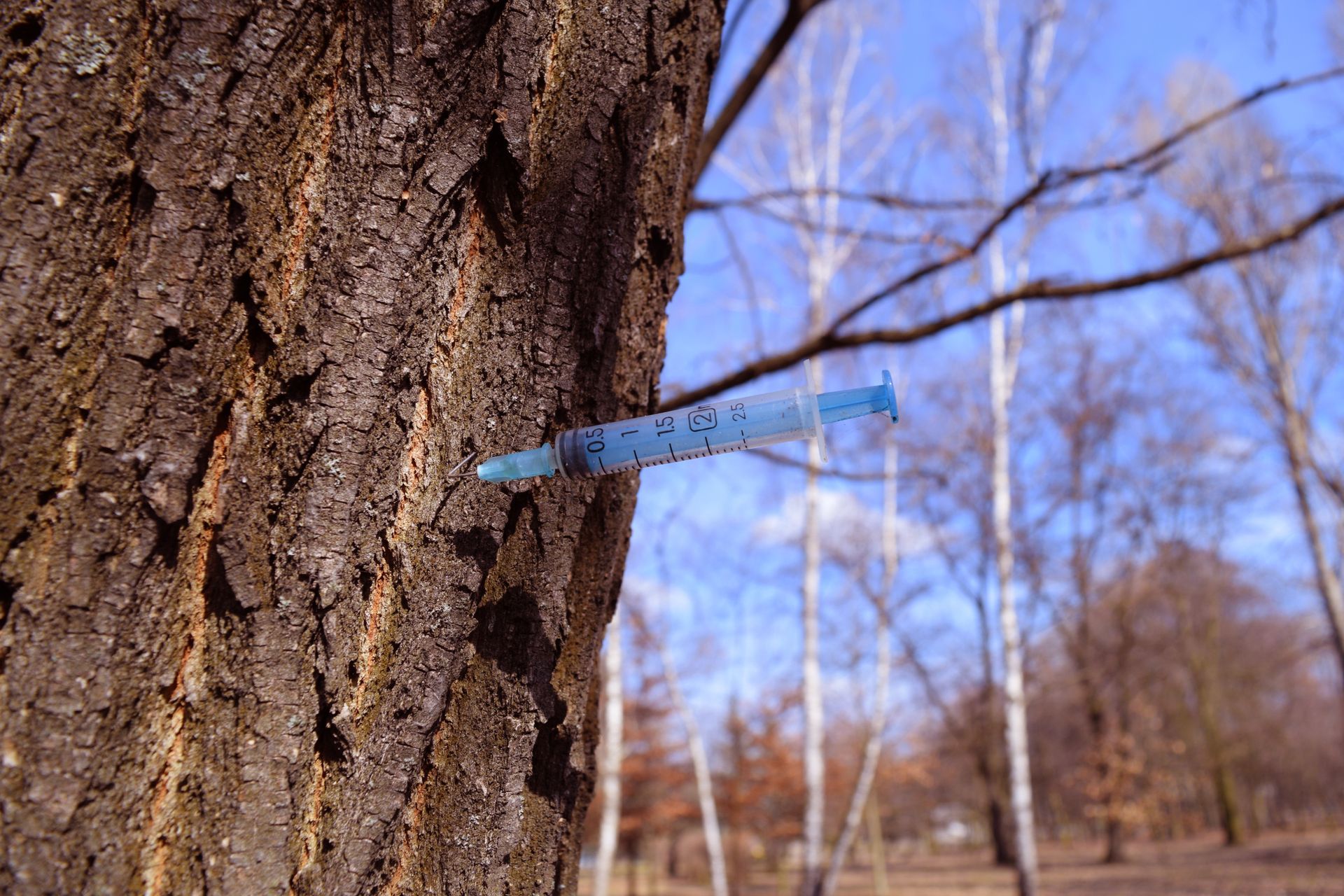 Blue syringe inserted into a tree trunk in a leafless wooded area