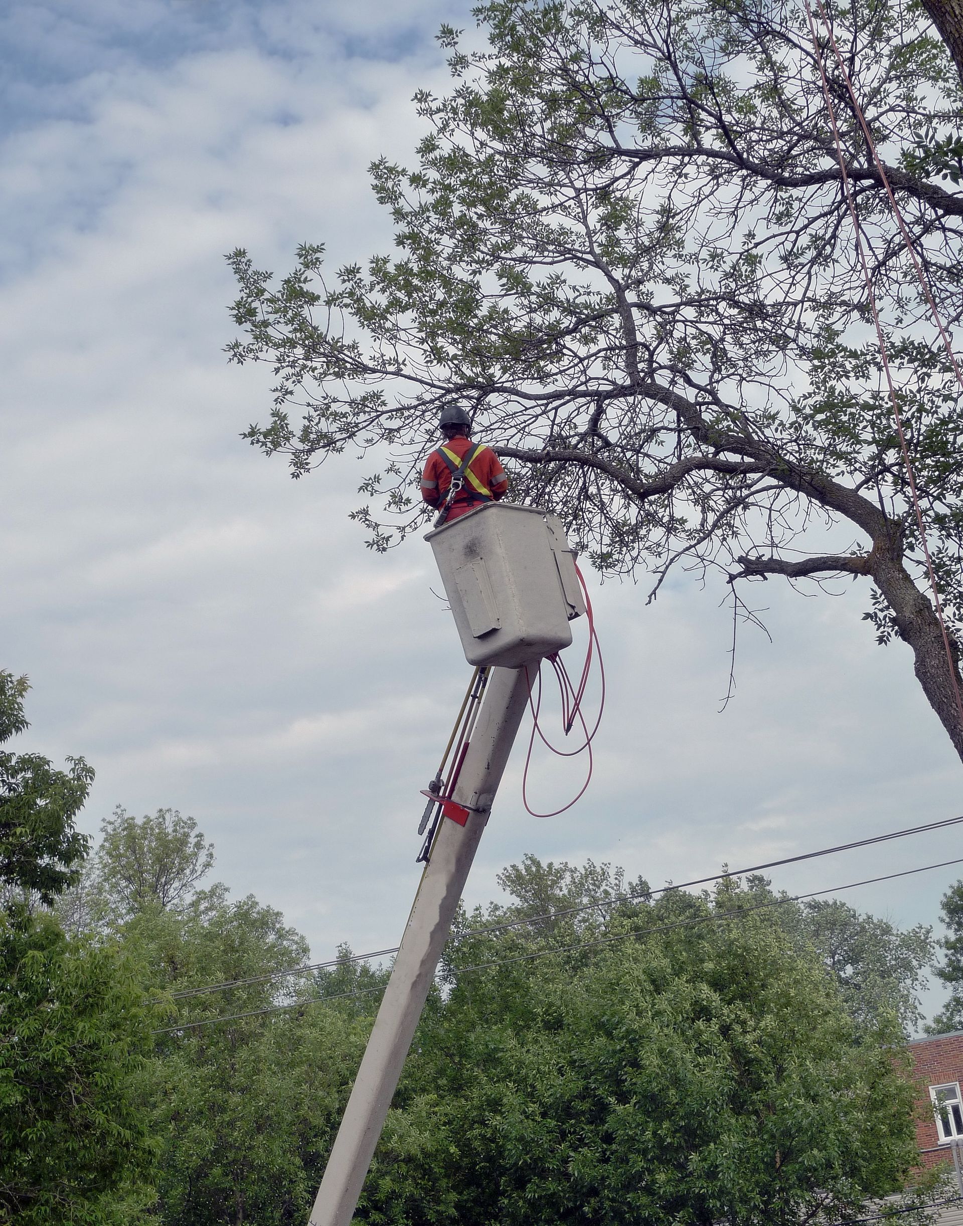 Utility worker in a bucket lift trimming tree branches near power lines.