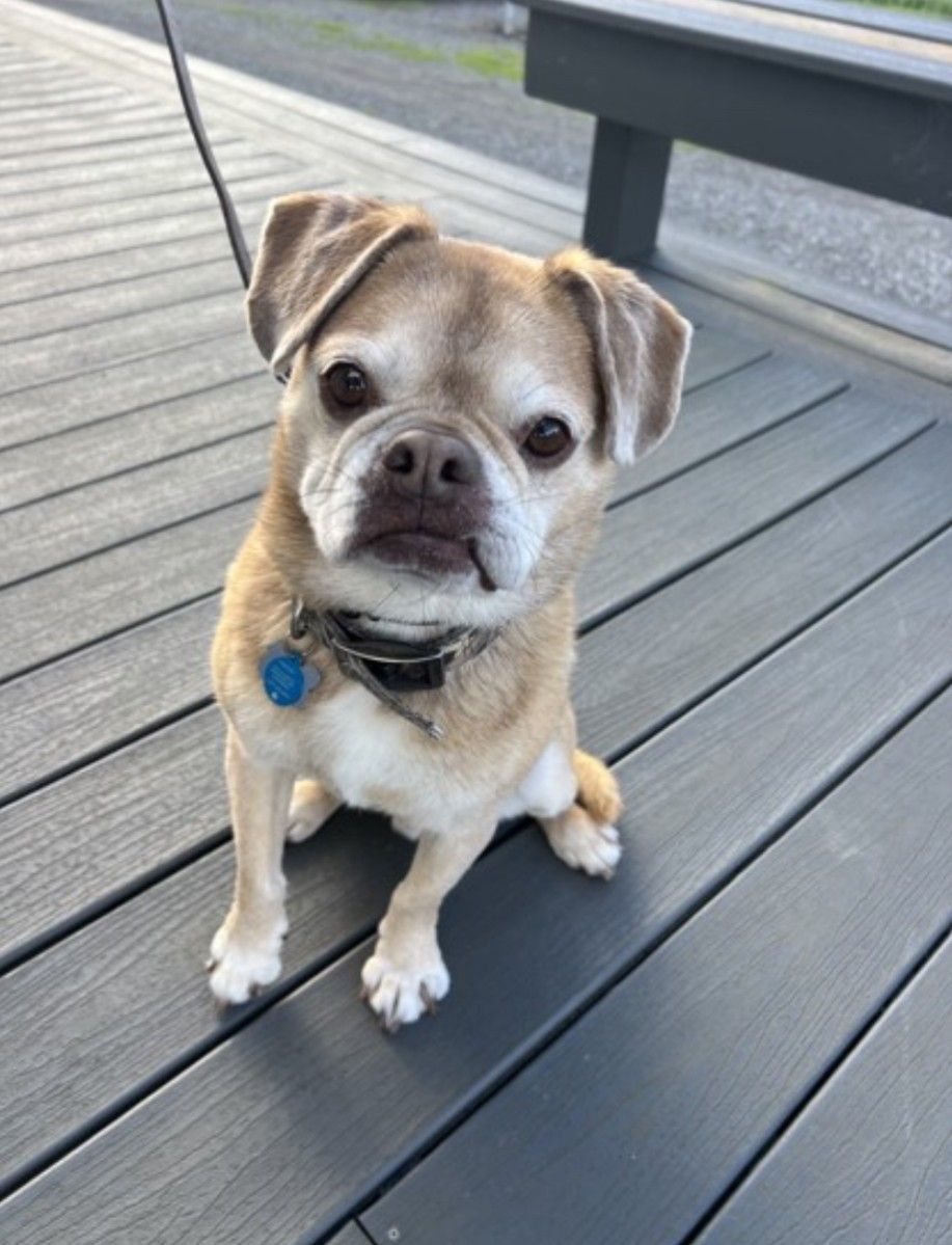 Fred sitting on a wooden deck, looking up at the camera with a blue tag on his collar.