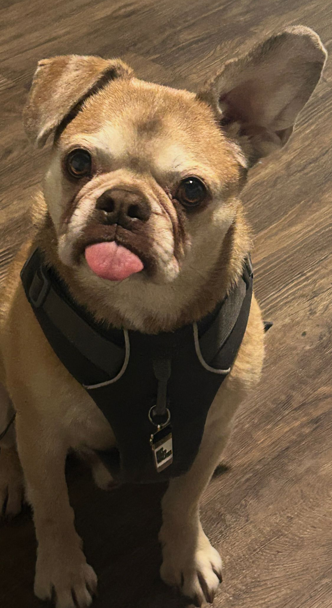 Small tan dog in a black harness sitting indoors with its tongue out