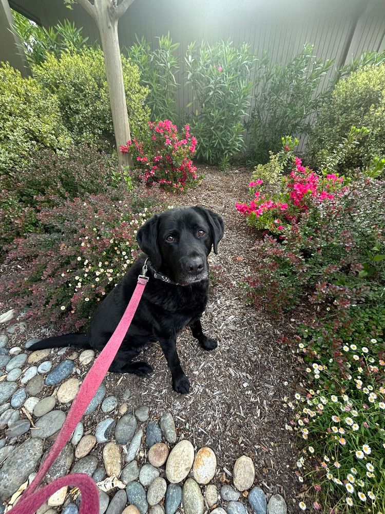 Black dog on pink leash sitting in a garden with pink flowers and gravel path