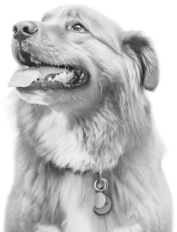 Black-and-white portrait of a fluffy dog looking upward with a collar and tag
