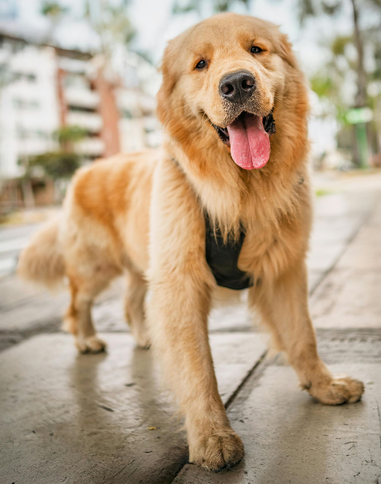 Golden retriever wearing a black harness, standing on a sidewalk with tongue out