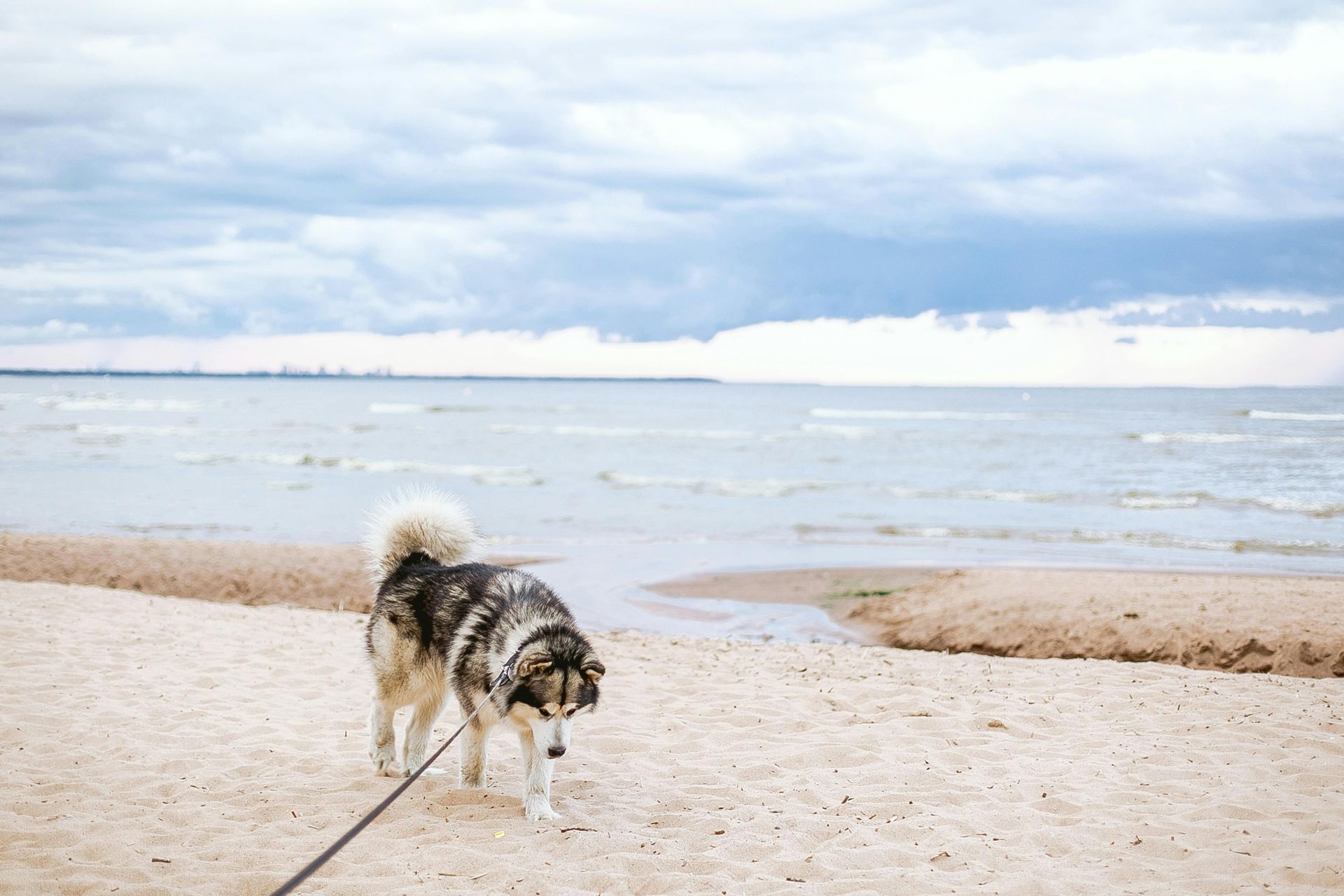 Dog on a leash walking on a sandy beach by calm water under a cloudy sky
