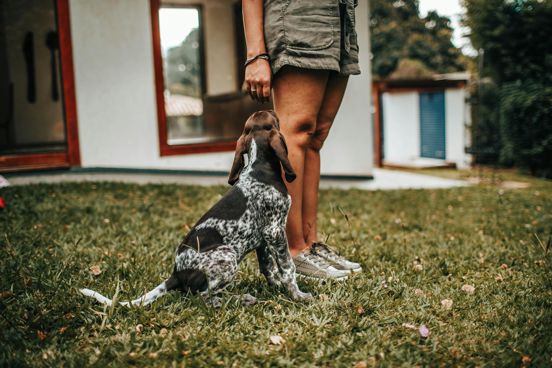 Dog sitting on grass, looking up at a person standing outside a house.