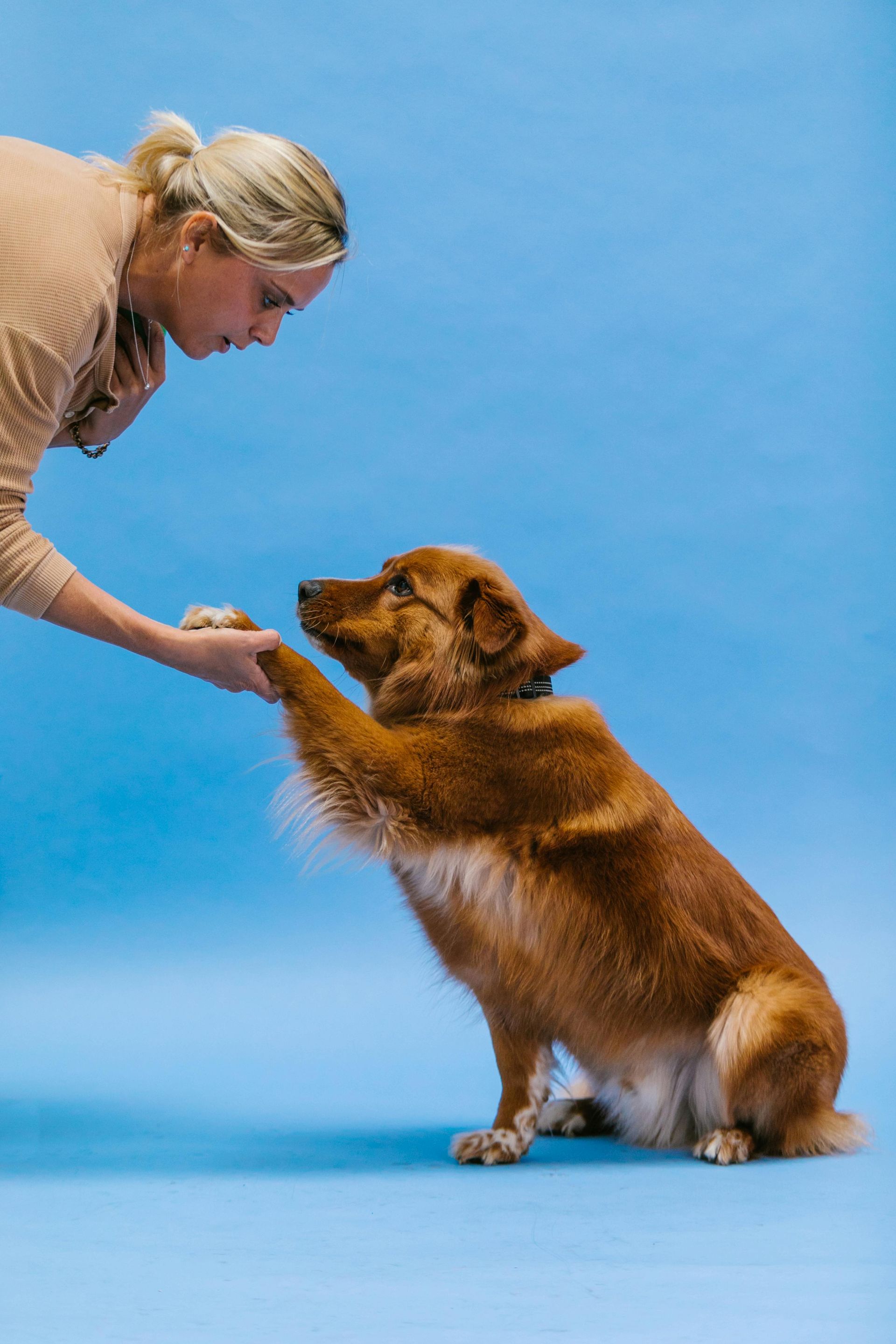 Woman in tan sweater training a brown dog on a blue studio backdrop, with the dog holding up a paw