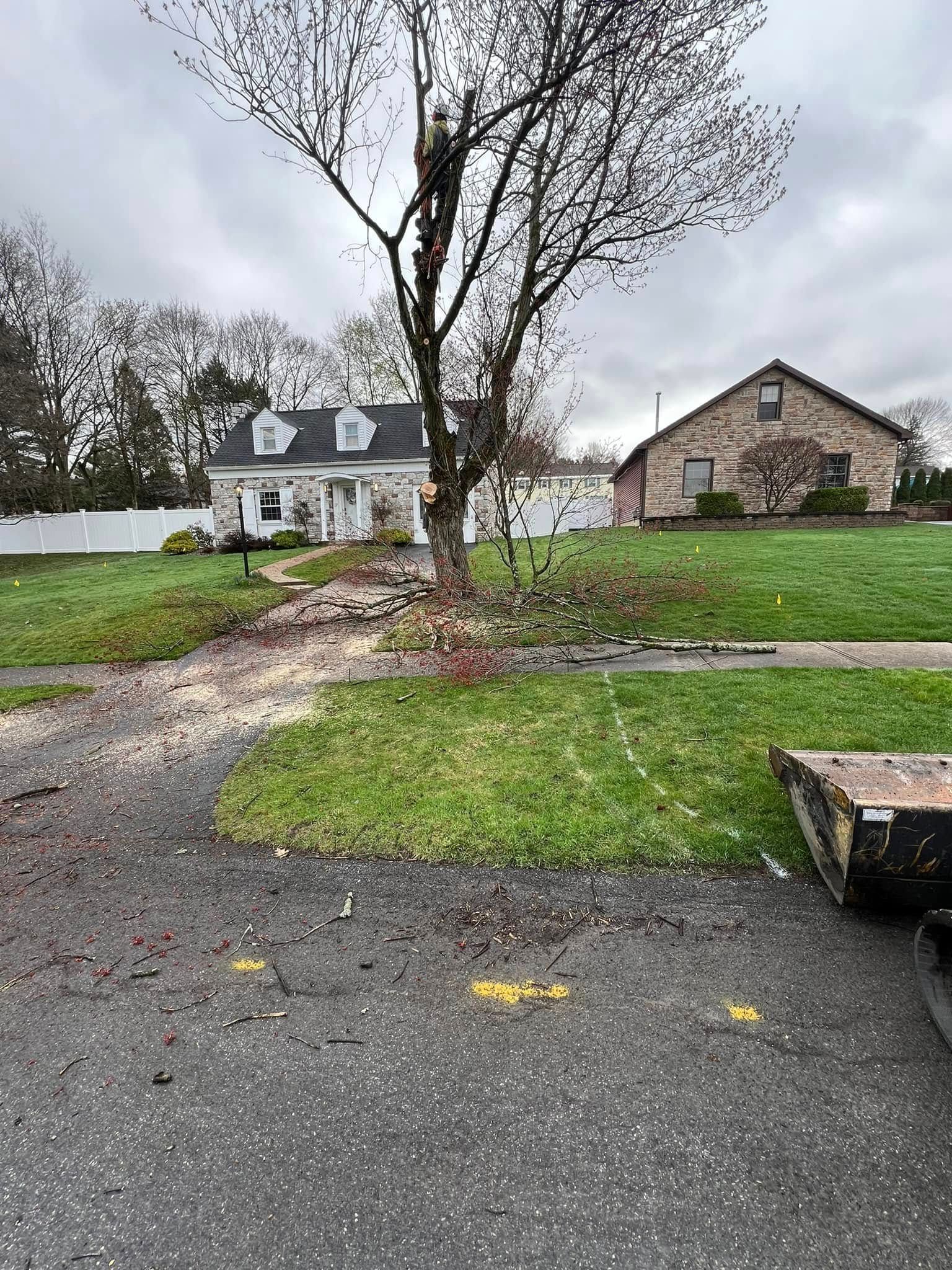 Wet suburban driveway with large tree, two houses, and overcast sky