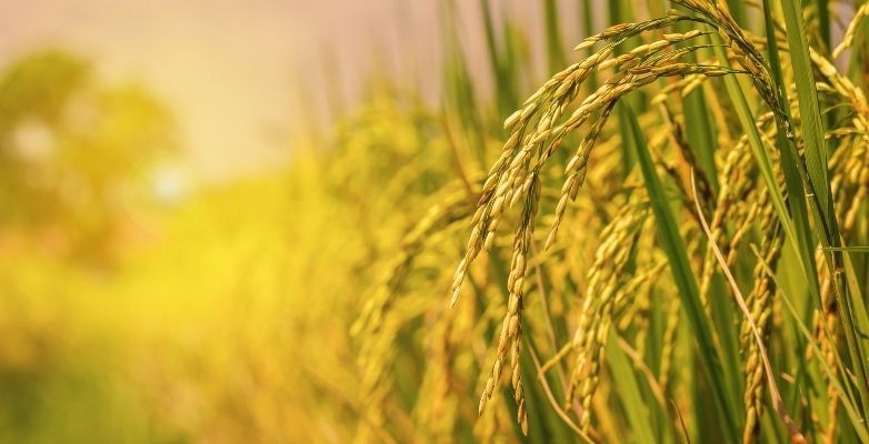 Farm Care Homepage