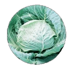 Amphion Cabbage