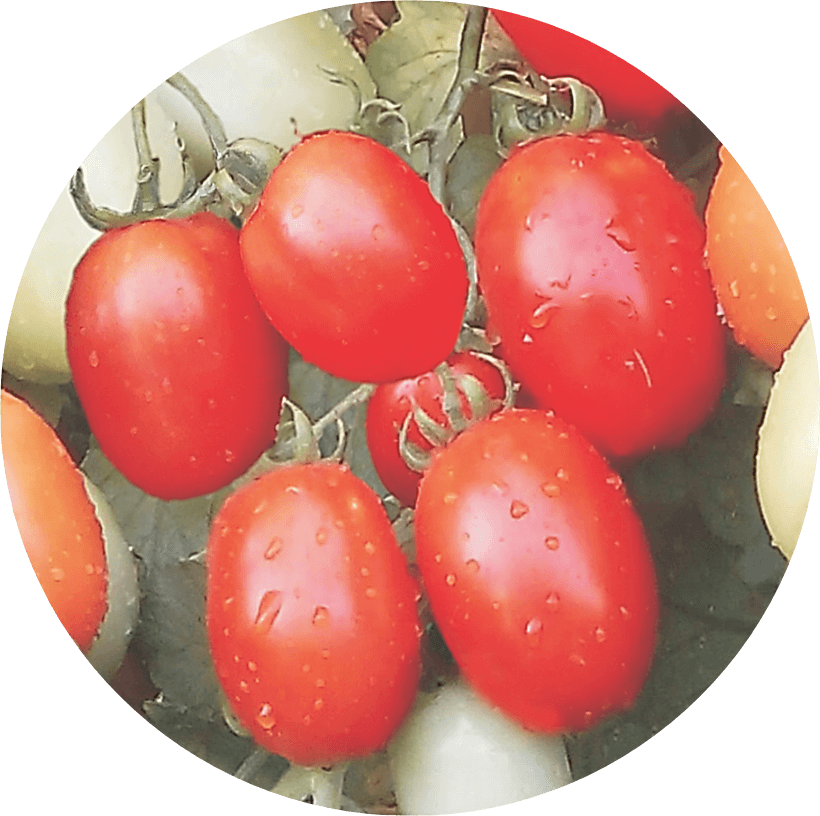 Ashoka tomato seeds for high-yield crop production and fresh vegetable farming