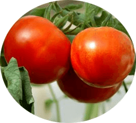 Fresh Dianne tomato variety for high-quality vegetable crop production