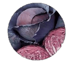 Red Dynasty cabbage seeds for premium vegetable production and strong crop growth