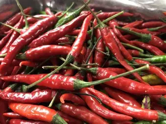 SVS12HM chili seeds for high-yield chili production and quality harvest