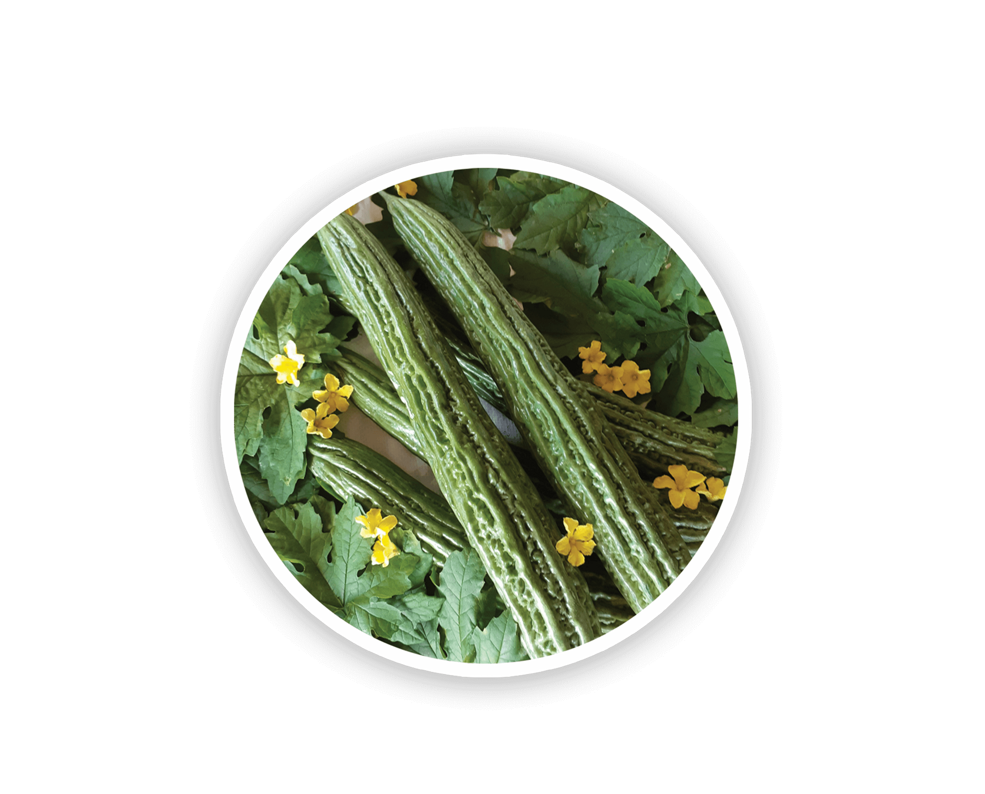SVKR7070 bitter gourd seeds for reliable vegetable production and strong crop yield