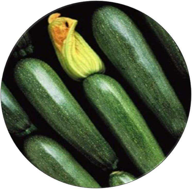 Senator zucchini seeds for high-yield vegetable farming and quality produce