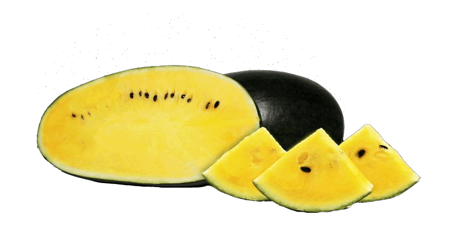 Sweet Gold watermelon seeds for premium fruit production and high market quality