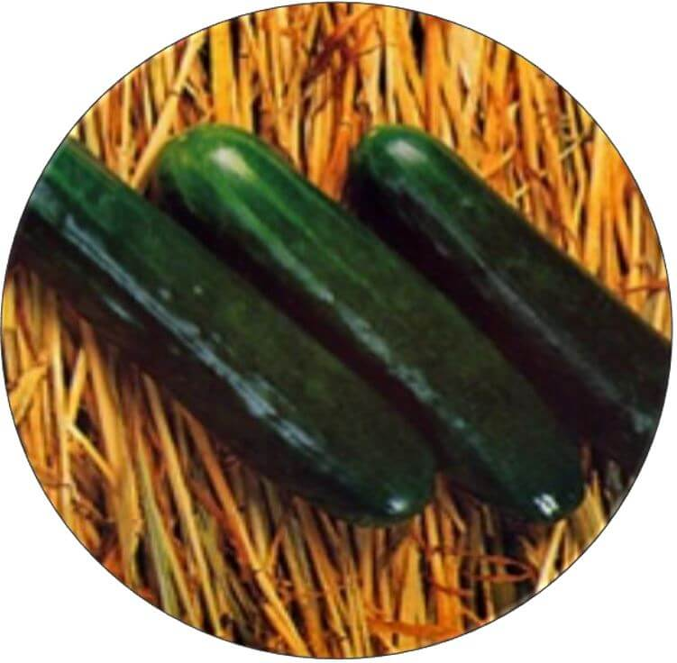 Thunder cucumber seeds for high-yield vegetable farming and healthy crop production