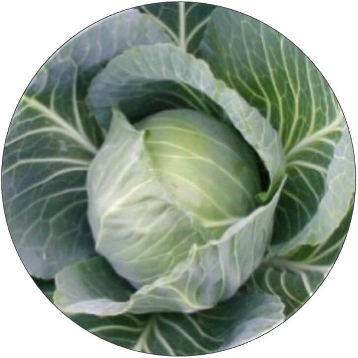 Tropicana cabbage seeds for high-quality vegetable farming and strong crop yield