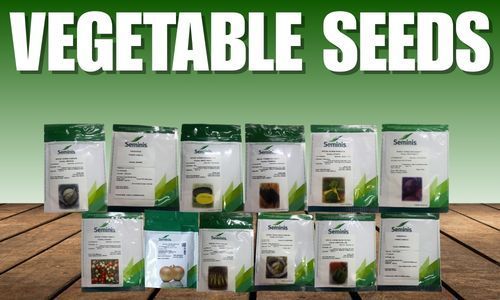 Premium vegetable seeds for healthy crop growth and sustainable farming