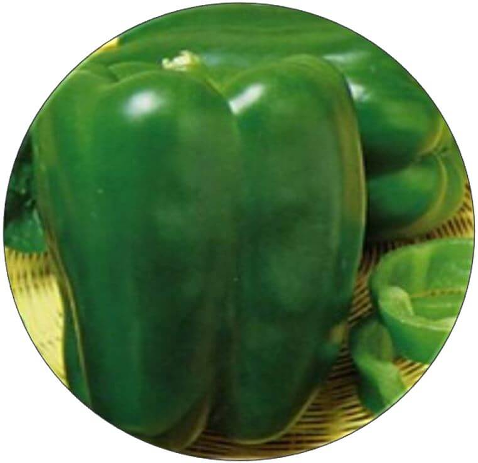 Aristotle bell pepper seeds for high-quality vegetable production and healthy crops