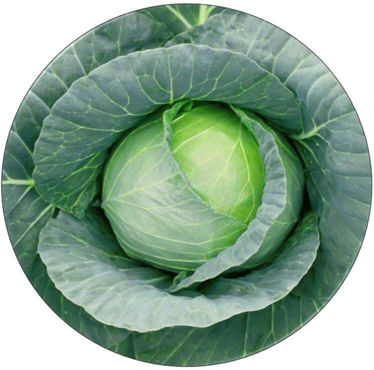 Green cabbage head with large, leafy outer leaves.