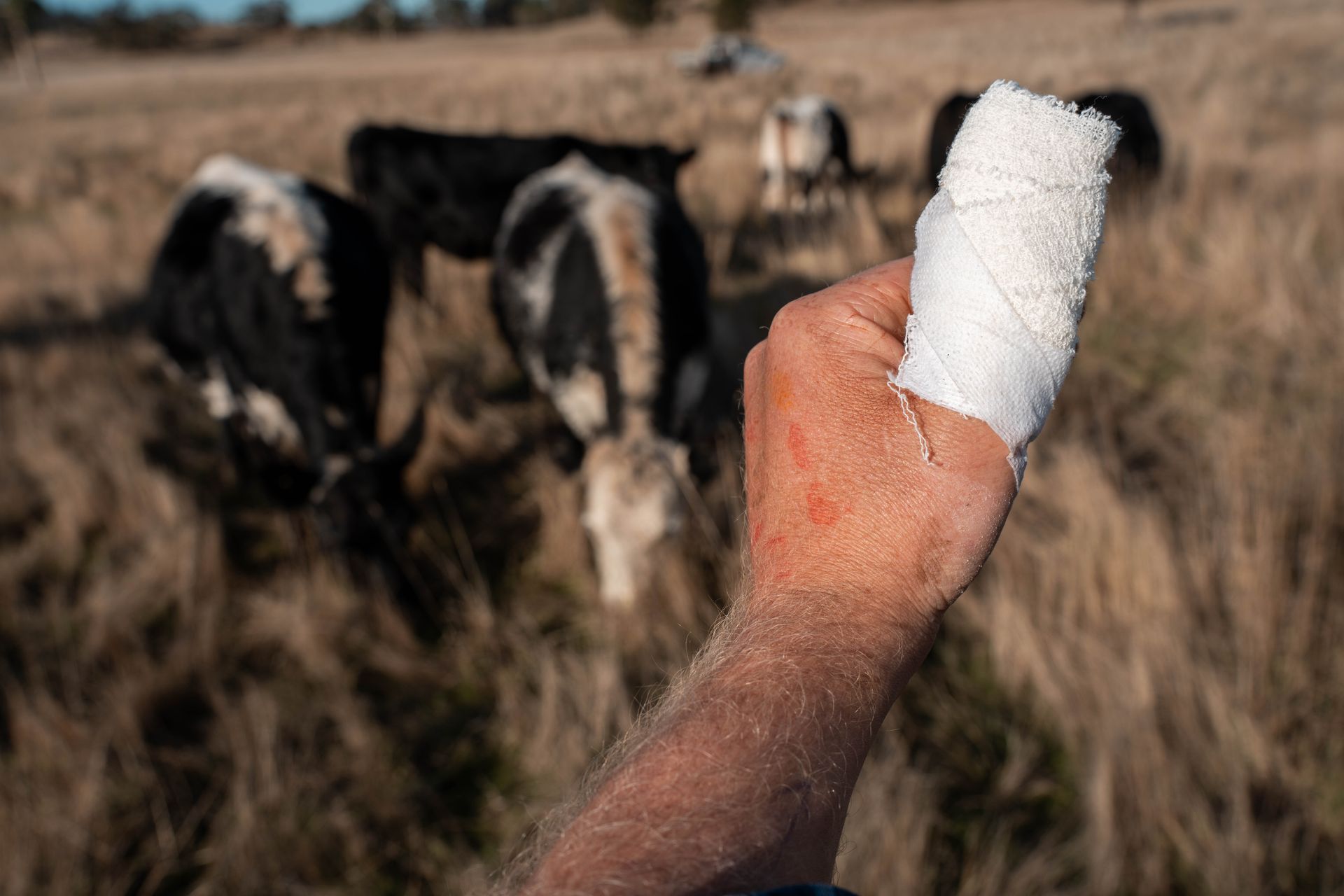 Bandaged hand raised in front of cows in a dry field Bandaged hand raised in front of cows in a dry field