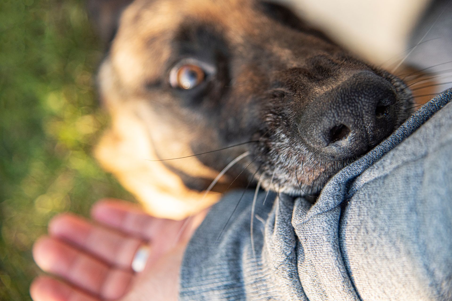 Dog gently biting a person’s sleeve while being petted outdoors Dog gently biting a person’s sleeve while being petted outdoors