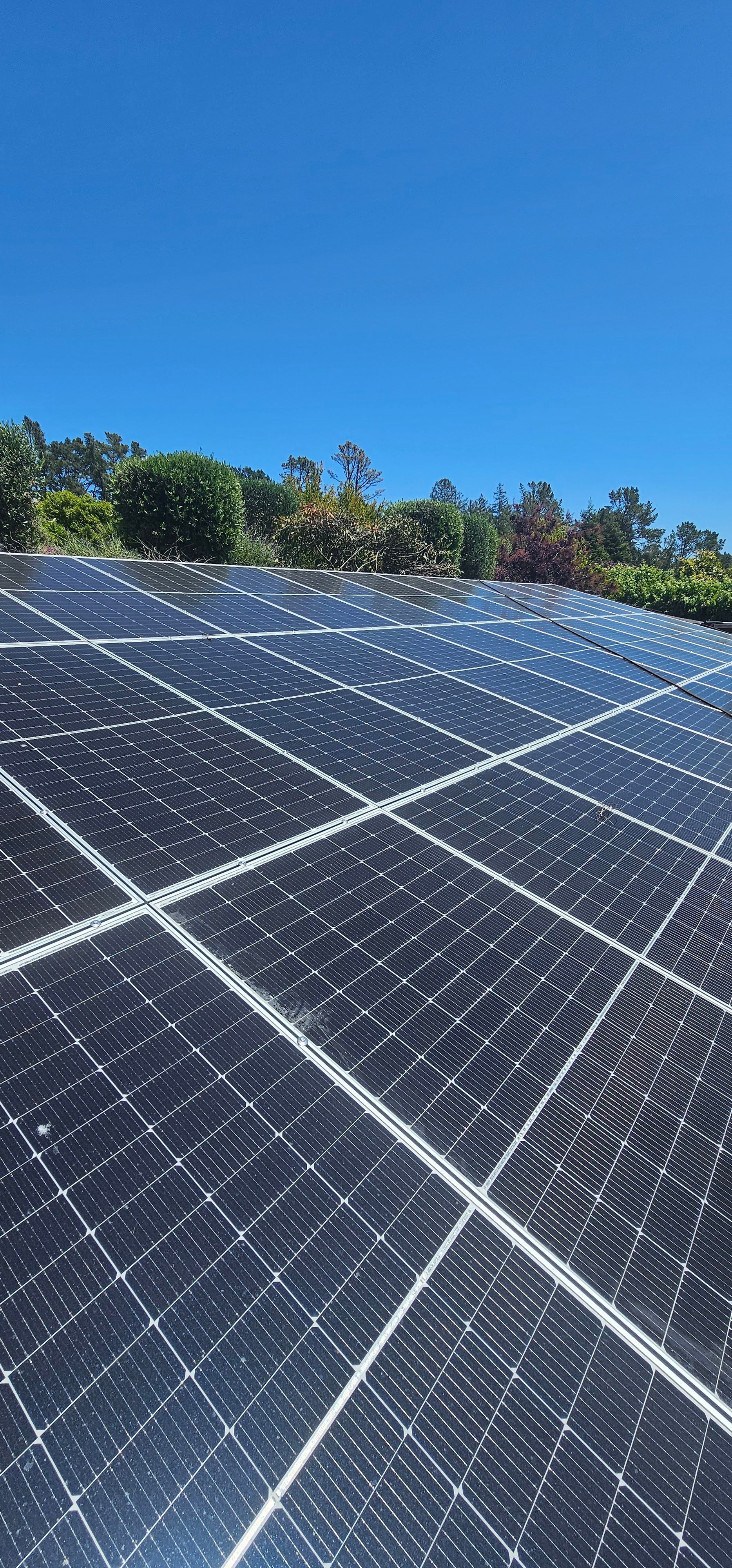 Rows of solar panels under a bright blue sky with trees in the background