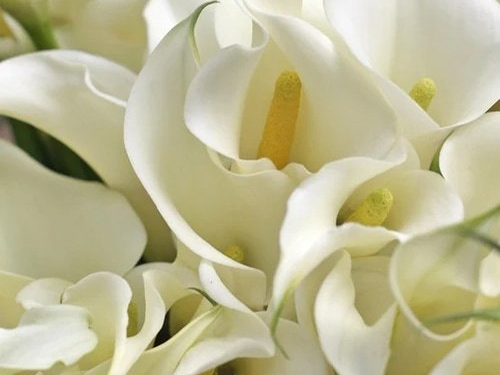 Cremation Services