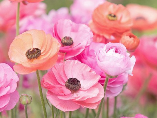Cremation Services